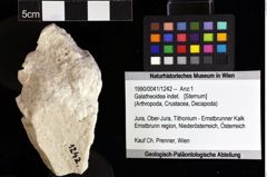 Foto (Objket + Etiketten) von Galatheoidea indet. 